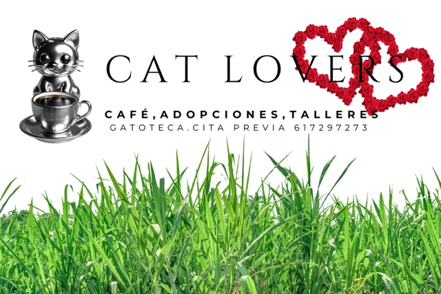 foto de la cafeteria de gatos de Almeria