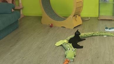 Gatos en Kmakus Cat Café Girona