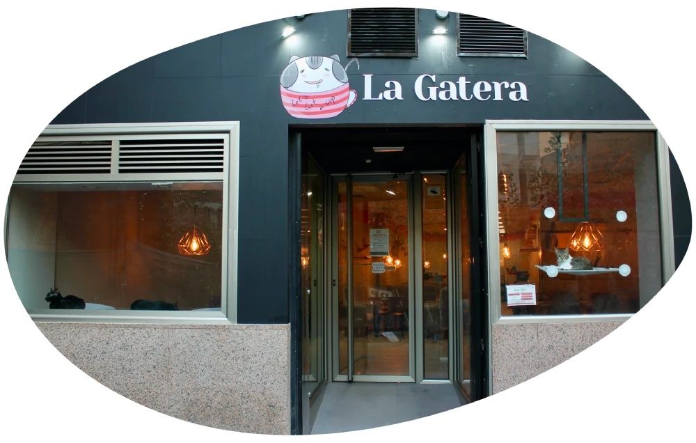 Foto en el cat café de Murcia