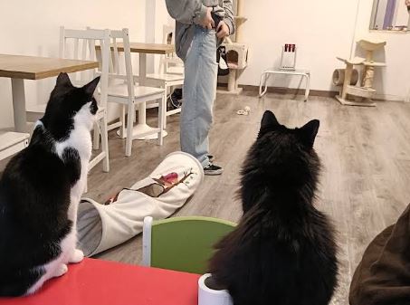 Gatos en La Gata Insubmisa Tarragona